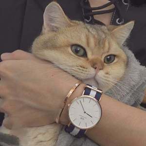 男同成人激烈视频
